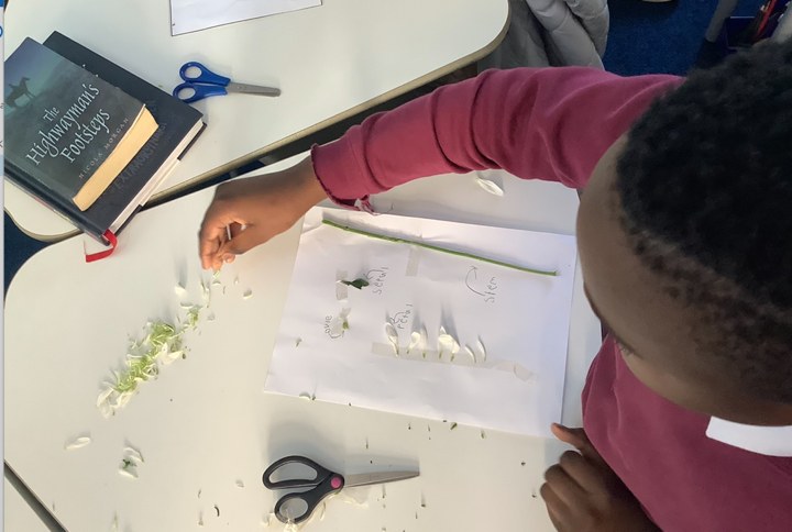 An overhead shot of a student inspecting a plant for analysis.